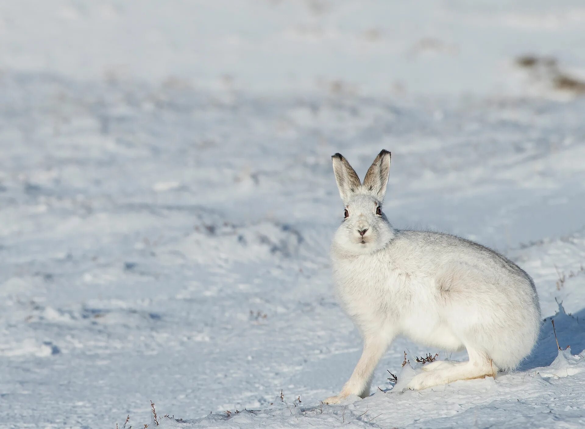 зайчик в лесу зимой. баргузинский заповедник заяц беляк. заяц беляк зима. зимний заяц беляк. заяц беляк сибирский.