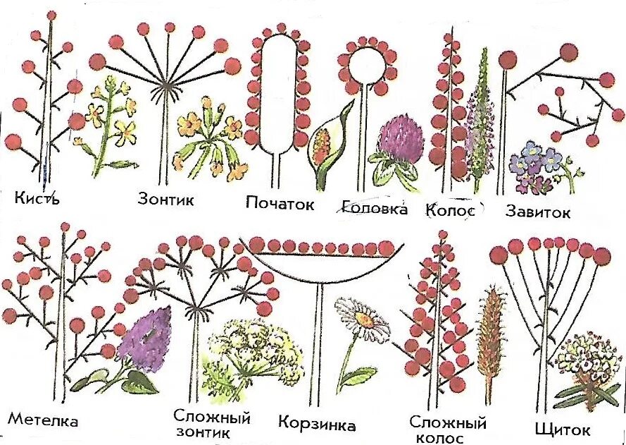 Соцветия цветков. Соцветия покрытосеменных. Соцветия покрытосеменных растений. Головчато-колосовидное соцветие. Виды соцветий и плодов