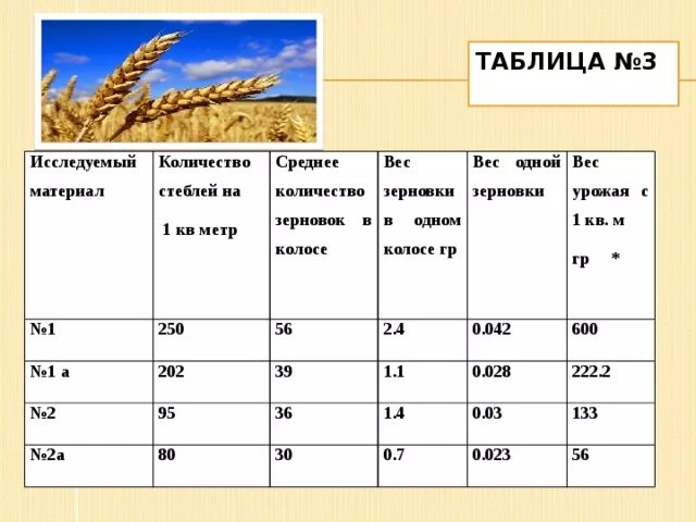 Количество зерен в Колосе. Сколько зерен в Колосе пшеницы. Число зерен в колоске пшеницы. Количество Колосков в Колосе пшеницы. Сравнить урожайность