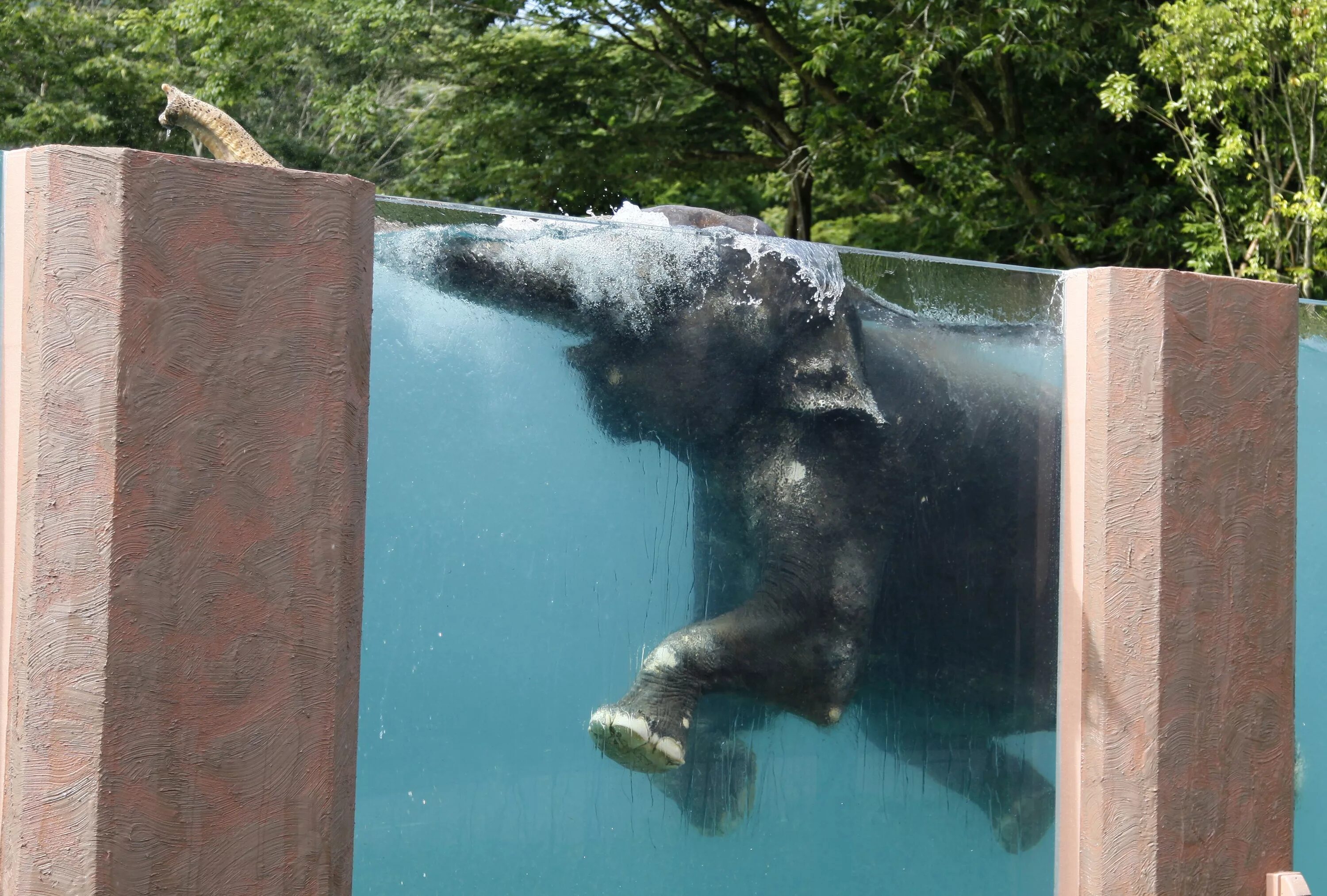 Elephant swim. Слоник в бассейне. Бассейн для слонов. Слоны у бассейна. Слон плавает.