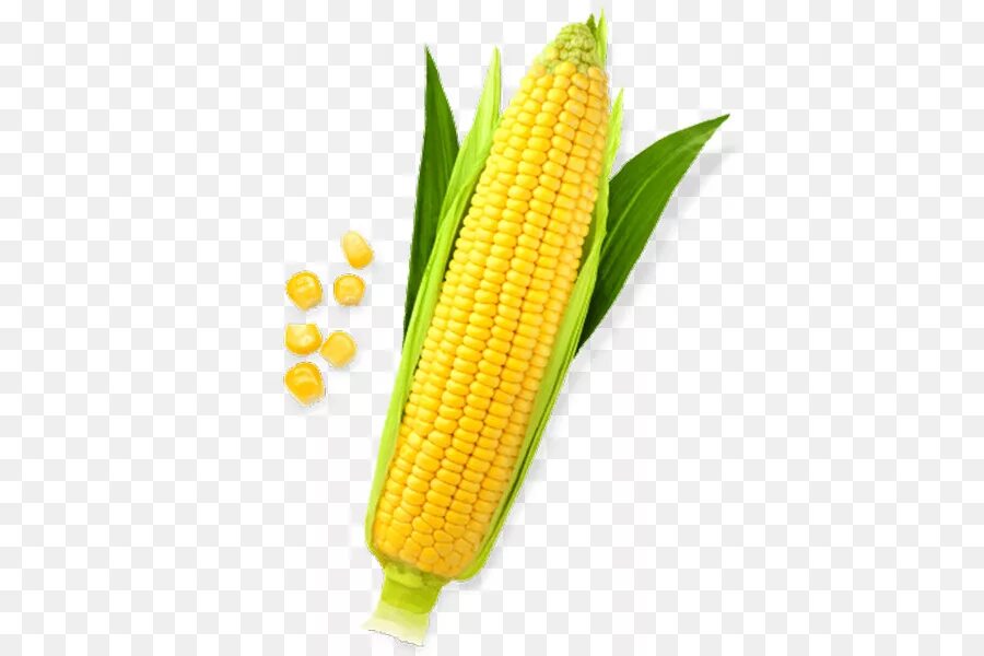 1 початок. Качан кукурузы. Кукуруза початок. Кукуруза на белом фоне. Кукуруза початок без фона.