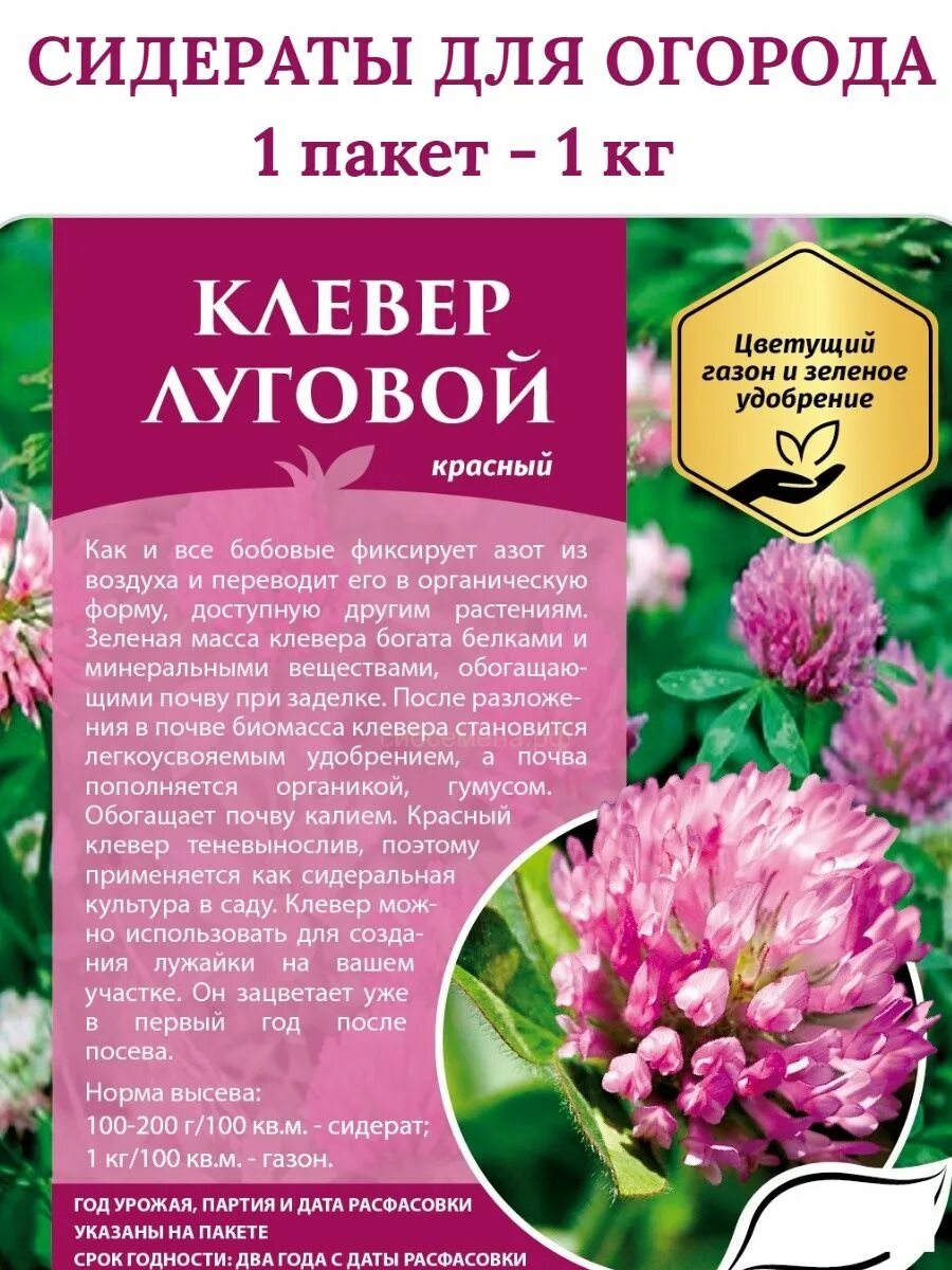 Фитопрепарат клевера красного. Клевер красный лекарственные характеристики. Красный клевер растение. Красный клевер свойства отзывы. Клевер лекарственное растение.