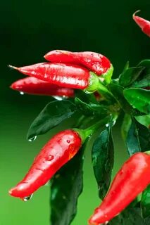 Chili Pepper Madness Mexican Chili Pepper, Chili Pepper Plant, Chilli Plant...