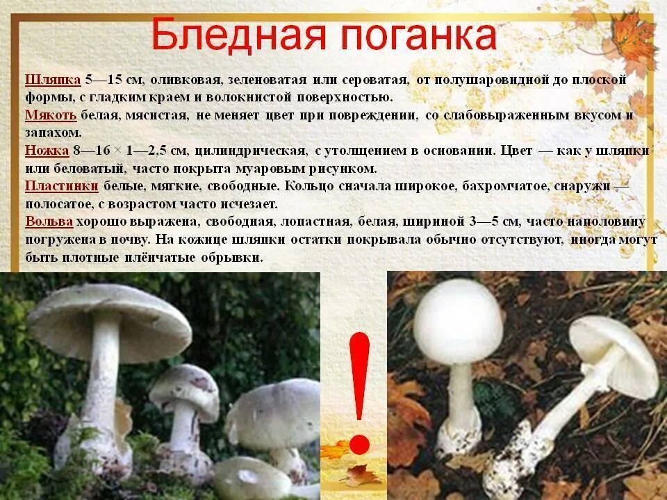 Почему грибы опасны. Бледная поганка шляпка снизу. Опасный гриб бледная поганка. Грибница бледной поганки. Бледная поганка гриб интересные факты.