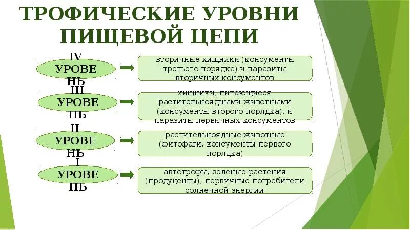 Типы трофических уровней