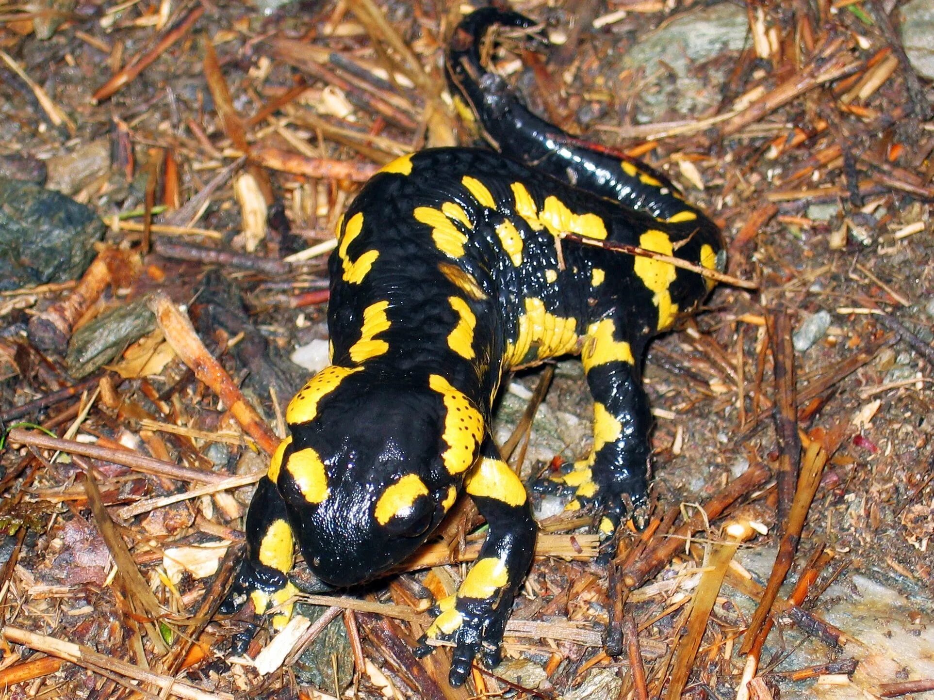 Огненная саламандра. Саламандра — Огненная ящерица. Саламандра Огненная черная. Огненная саламандра классификация.