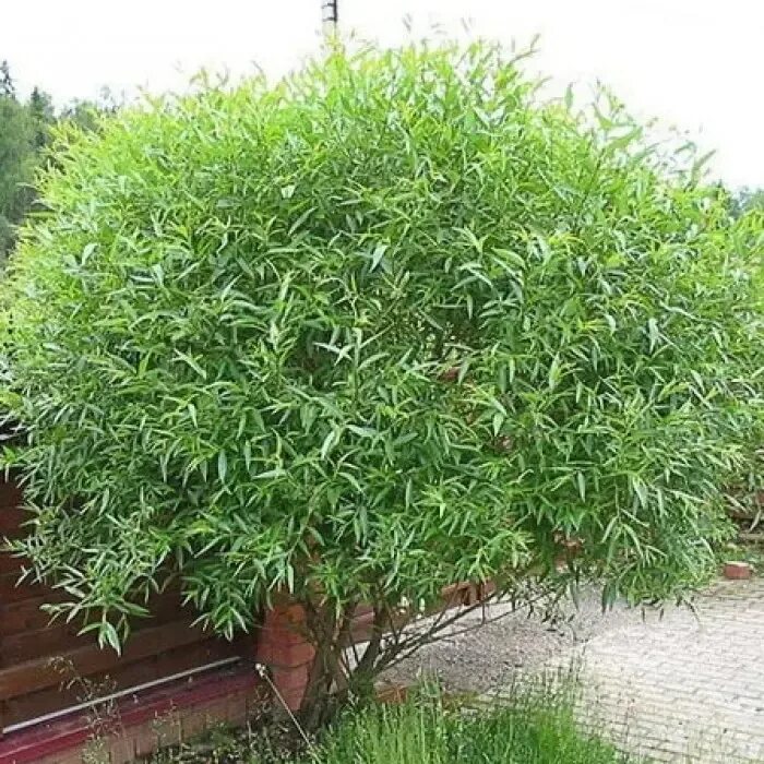 Ива возраст. Ива ломкая шаровидная булата. ива ломкая (шаровидная) salix fragilis. ива белая шаровидный карлик.