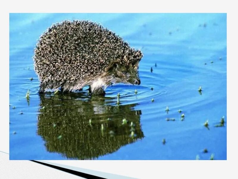 Ежик плывет. Ежик плавает. Еж плавает. Ежик в луже. Ежик в воде