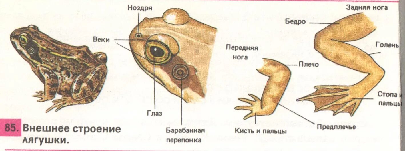 Наружные жабры у земноводных. Внешнее строение Озерной лягушки. Класс земноводные лягушка внешнее строение. Строение лягушачьих лап. Строение передней конечности лягушки.