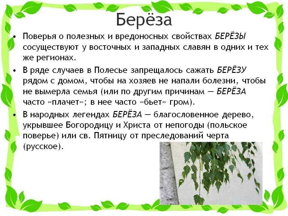 Рассказ родные березы. Рассказ о Березе. Сказка о Березе. Доклад про березу. Научные факты о Березе.