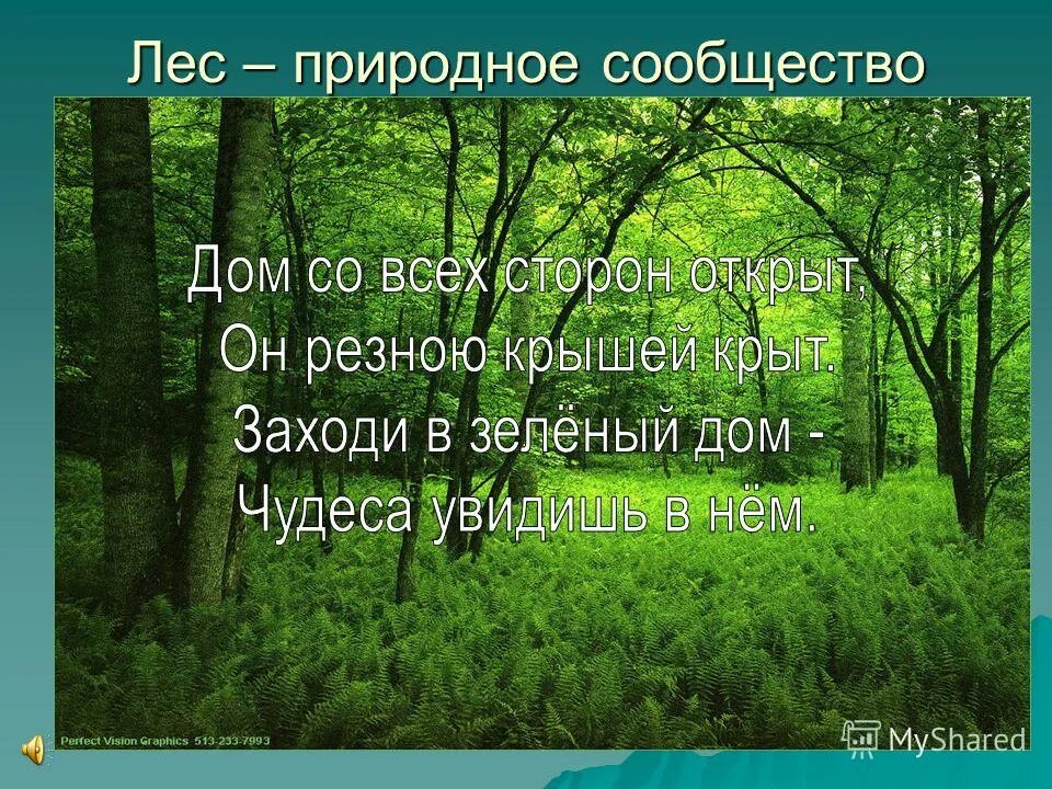 Урок по теме лес. Природное сообщество лес. презентация на тему лес. лес для презентации. рассказ о природном сообществе.