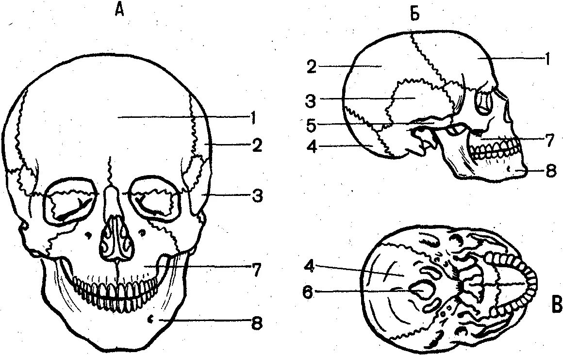 Скелет головы череп строение. Строение черепа спереди и сбоку. Кости лицевого отдела черепа сбоку. Череп сбоку анатомия.