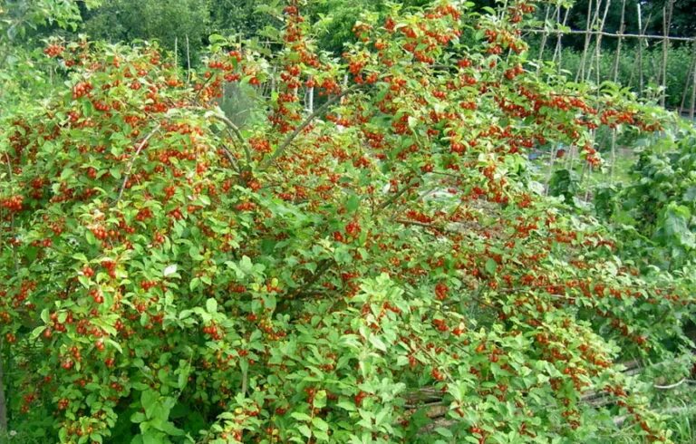 Саженцы гуми Агродекор Лох Многоцветковый AGRO2851 1 шт. - отзывы покупателей на