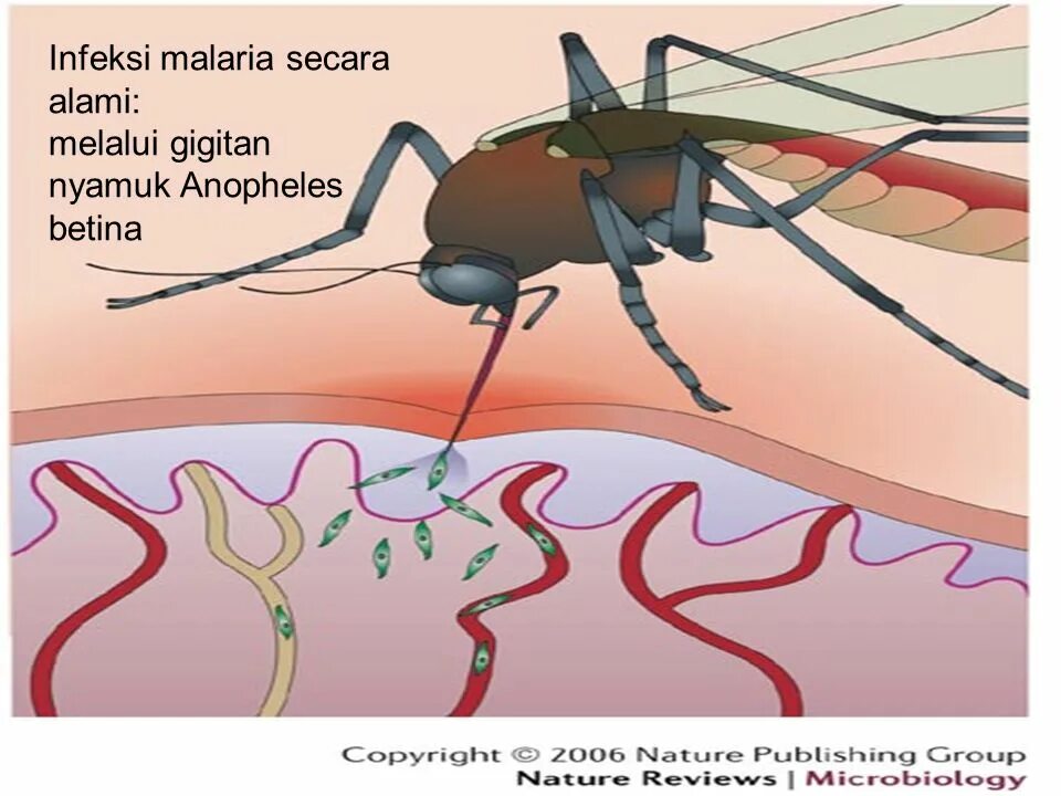 Малярия рисунок.