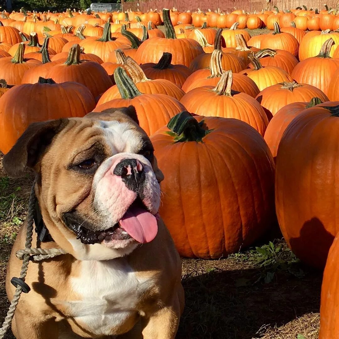 Fall friday. Happy friday картинки осенние. Fnf big brother. Friday night funkin big brother. Holiday in ireland leave on: friday morning.