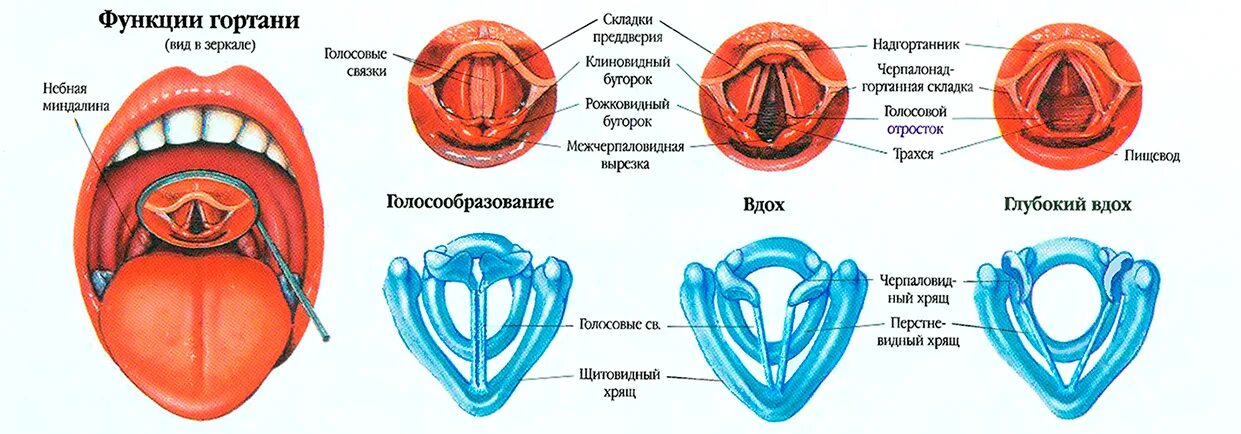 Голосовые складки и связки. Голосовая связка гортани. Голосовая складка гортани. Гортань связки и голосовые связки.