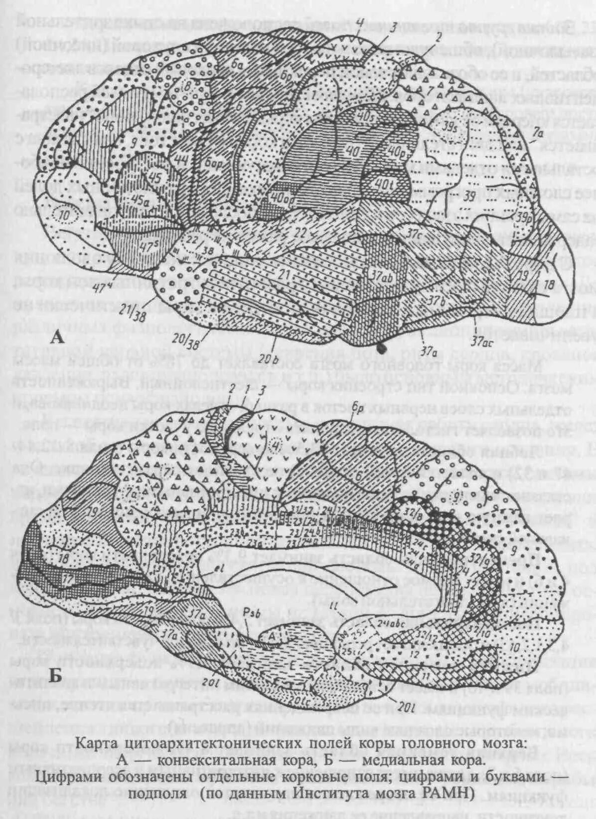 Вторичные поля мозга. Цитоархитектонические поля коры головного мозга. Карта цитоархитектонических полей мозга человека. Карта полей головного мозга по Бродману. Поля коры головного мозга по Бродману.