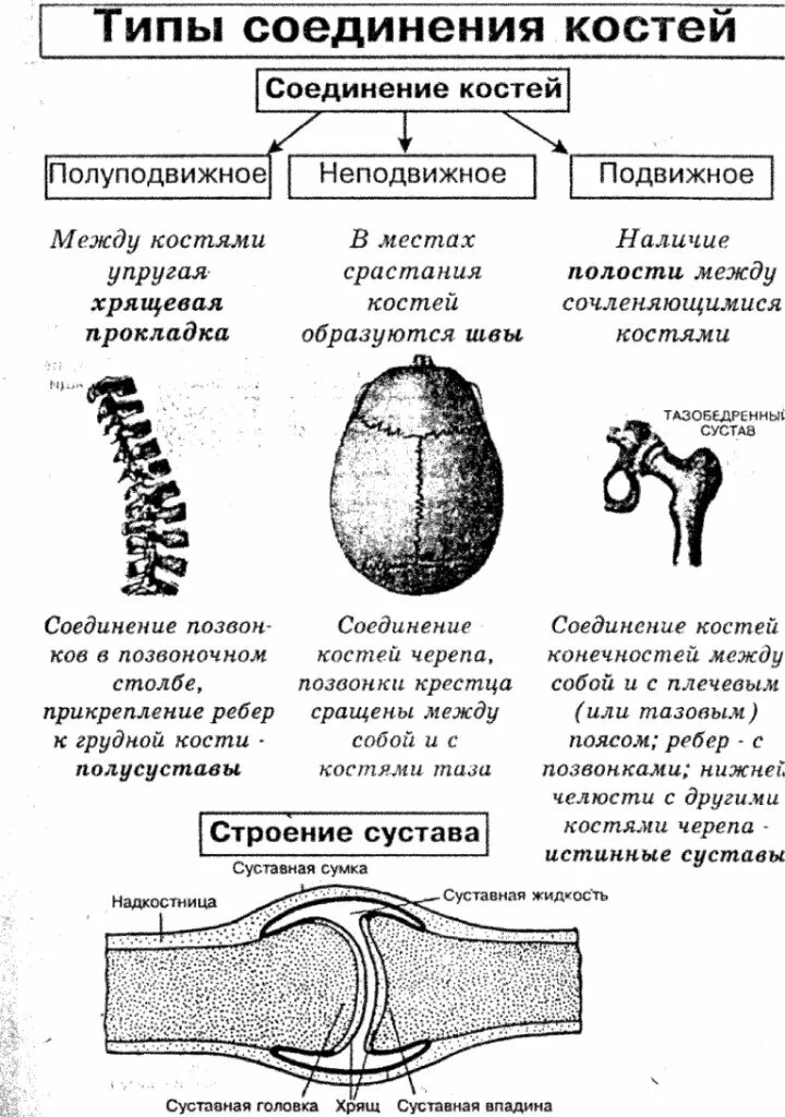 Таблица соединений кости. Схема соединения костей человека. Типы соединения костей схема. Соединения костей подвижные и неподвижные полуподвижные таблица. Соединение костей анатомия в схемах и таблицах.