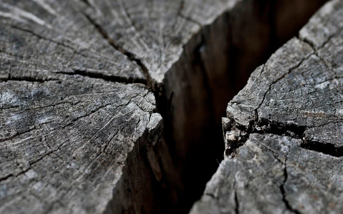 Трещина. Скол древесины. Трещина в дереве. Трещины древесины. Трещины коры деревьев
