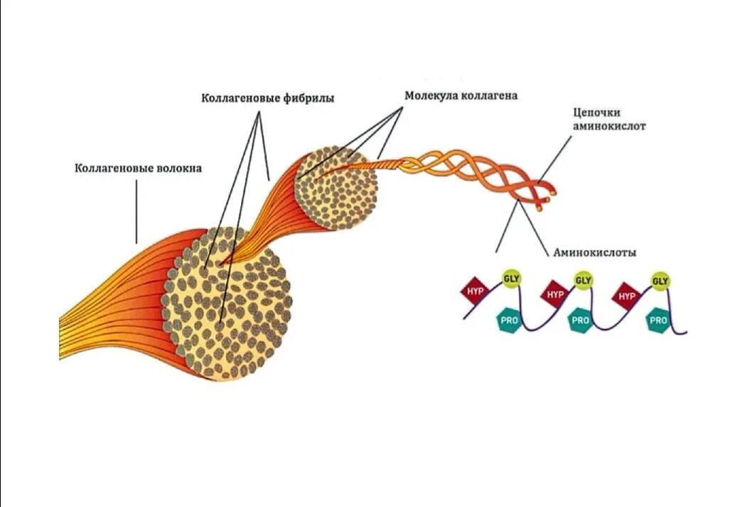 Для чего нужен коллаген в организме. Коллаген строение. Коллаген структура. Строение коллагенового волокна. Коллаген молекула.
