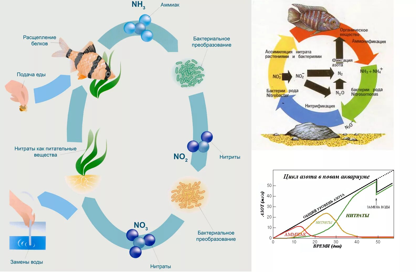 Аммиака нитритов нитратов. Схема азотного цикла в аквариуме. Нитратный цикл в аквариуме. Азотный цикл в аквариуме. Азотный круговорот в аквариуме.