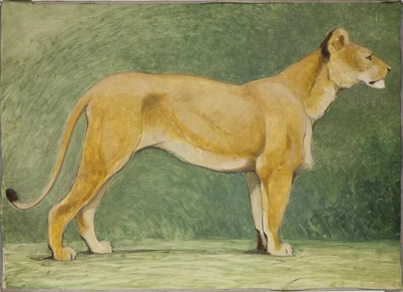 анималист ватагин. василий ватагин художник анималист. ватагин тигр. василий алексеевич ватагин художник анималист. ватагин художник анималист.