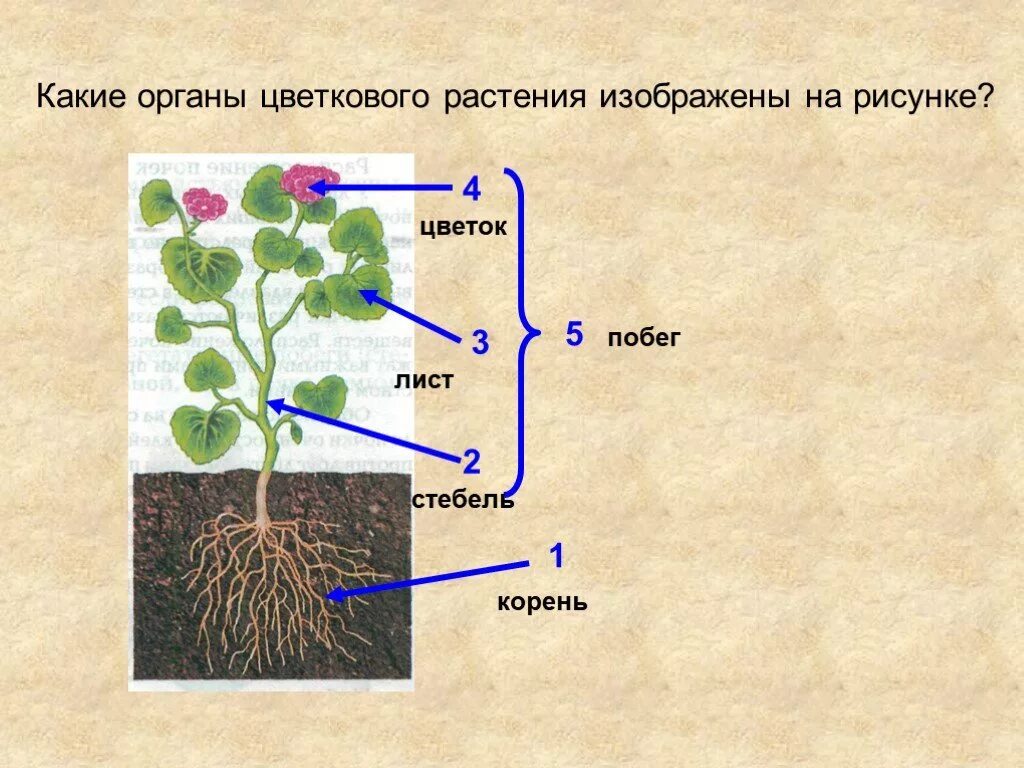 Выберите три правильных ответа зеленые растения. Органы цветкового растения стебель лист почки. Органы растений 5 класс. Органы цветкового растения корень. Органы цветкового растения 5 класс.