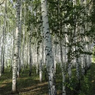 Среди белых берез