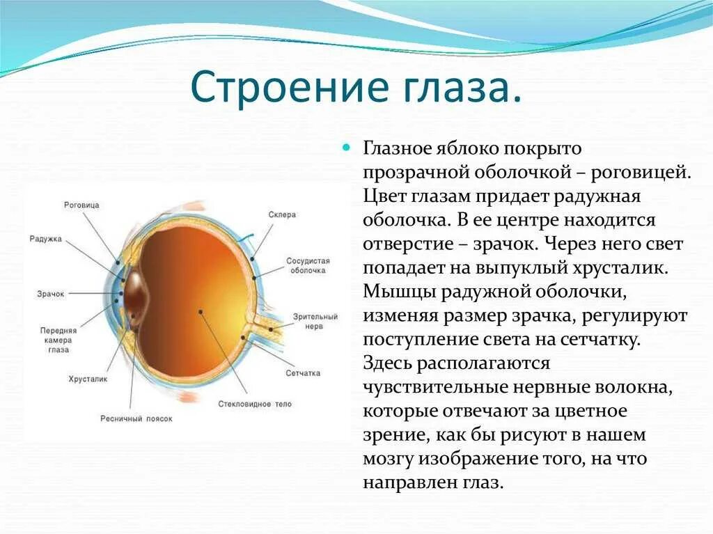 Строение глаза вид сбоку. Строение глазного яблока человека анатомия кратко. Опишите строение оболочек глазного яблока. Зрачок глаза строение функции в биологии. Сетчатка буква