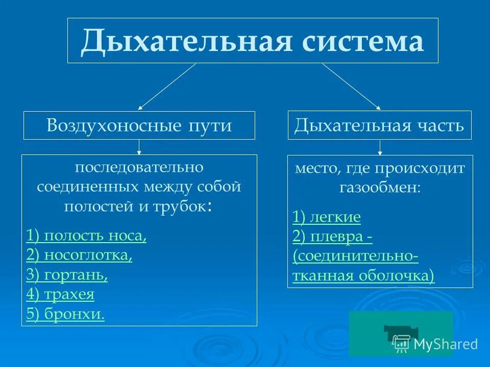 Строение воздухопроводящих путей. Перечислите воздухоносные пути дыхательной системы. Воздухоносные пути. Воздухоносные пути дыхательной системы. Воздухоносные пути человека.