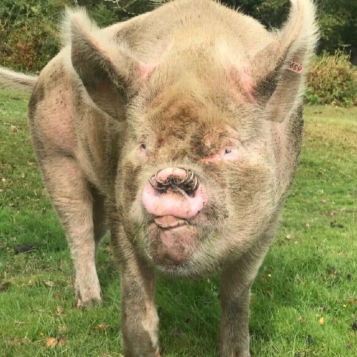 Британская свинья. Свинья на английском.