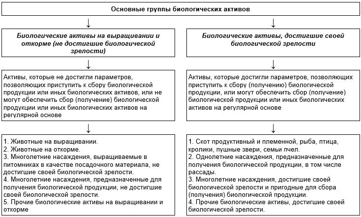 Учет и классификация биологических активов.. Биологические Активы в бухгалтерском учете это. Оценка биологических активов. Как учитываются биологические Активы. Учет биологических активов