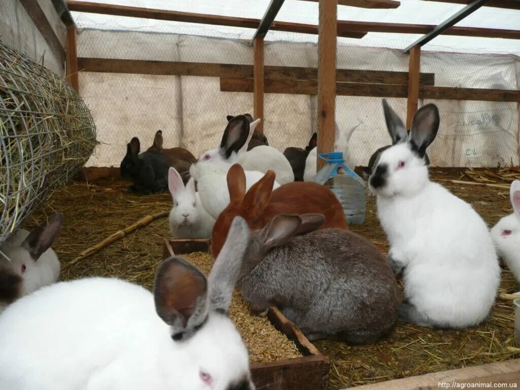 Содержание животных дома