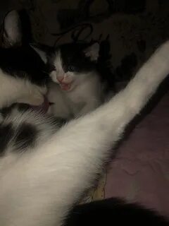 Котята стерлитамак