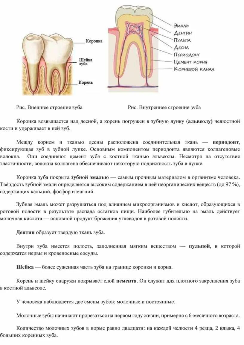 Строение зуба человека анатомия кратко. Строение зуба рис 65. Строение зуба коронка шейка корень. Какую функцию выполняет зуб человека