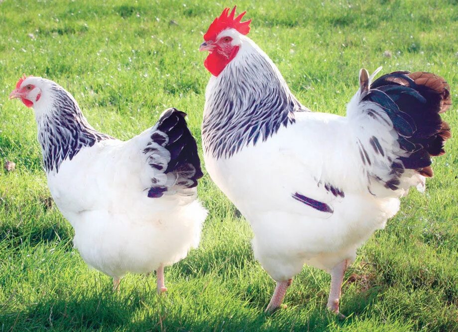 State Bird: Rhode Island Red Chicken Rhode island red rooster, Rhode island red