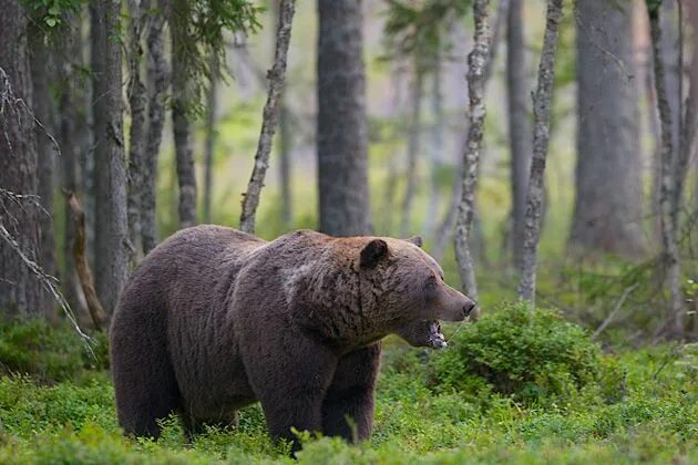 Бурый медведь Швеция. Бурый медведь Брянской области. Бурый медведь Курганская область. Норвежский медведь.