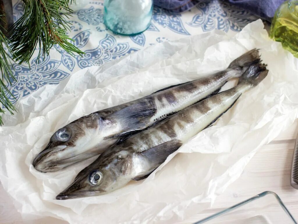 Щуковидная белокровка. Ледяная рыба живая. Ледяная рыба белокровка. Рыба ледянка. Ледяная рыба ссср.