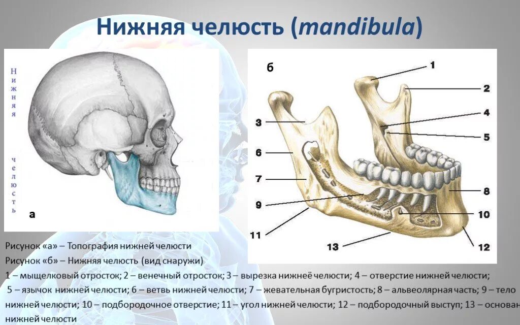 Отдел скелета челюсти. Венечный отростко нижней чел. Венечный отросток нижней челюсти. Венечный отросток Риж челбсти. Кости лицевого черепа нижняя челюсть.