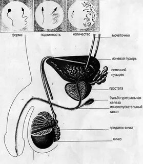 Топпен жыныстық қатынас