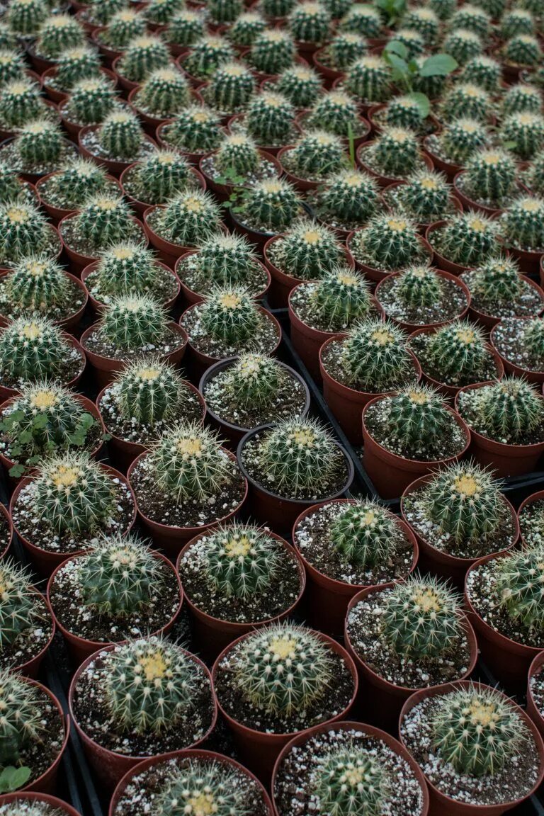 Cacti обзор