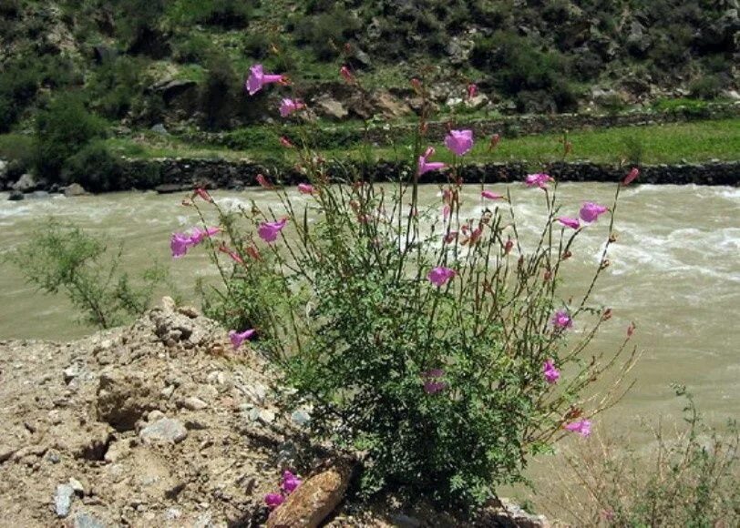 Incarvillea sinensis. Цветы растущие в каменистой почве. Цветы многолетники для каменистой почвы. Растения растущие на песчаных почвах.