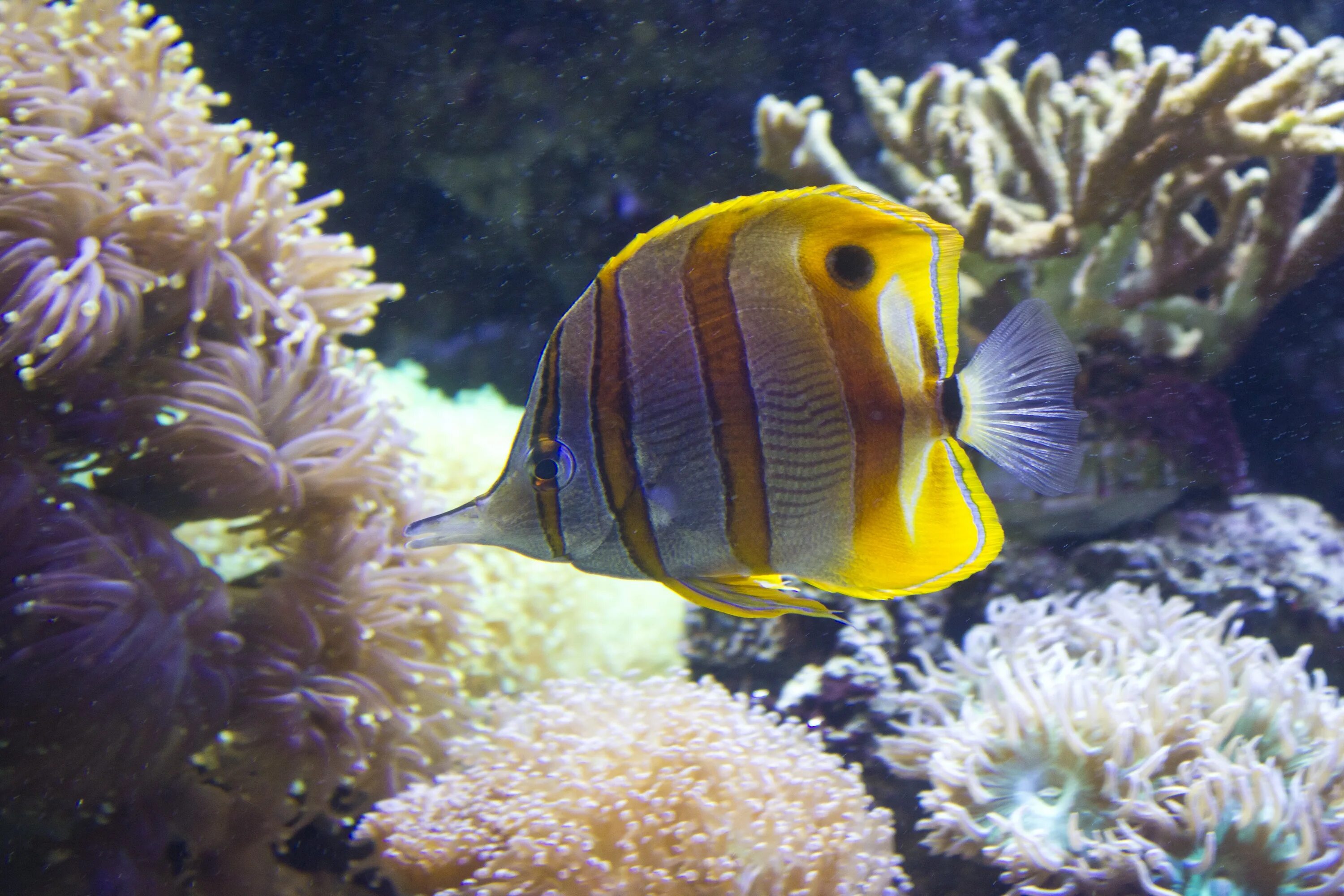 Рыбка коралловых рифов. Рыба бабочка риф. Рыба бабочка коралл коралловое море. Барьерный риф Австралии рыба бабочка. Актиния и рыба бабочка.