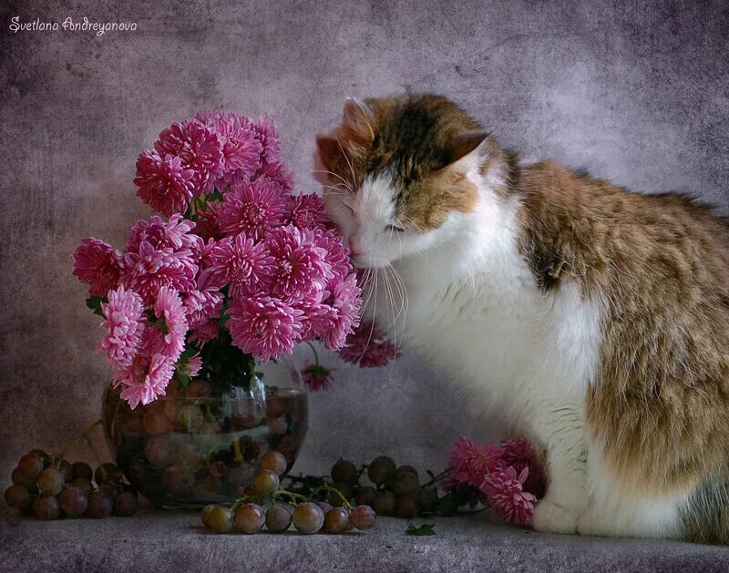 Кот и цветы. Коты и пионы. Кот с букетом. Кошка с цветами. Хризантемы для кошек