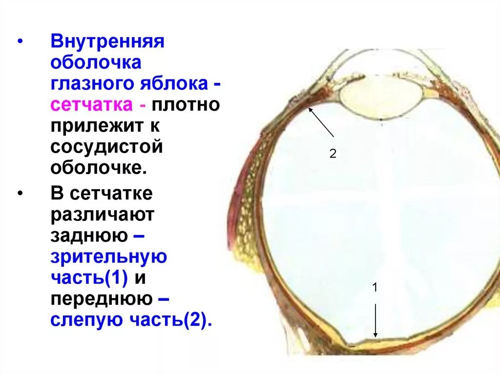Внутренняя оболочка глазного яблока. Сетчатая оболочка глазного яблока. Глазное яблоко (оболочки, внутреннее ядро глаза). Внутренняя оболочка глаза сетчатка.