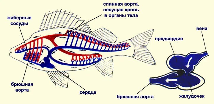 Сердце рыб состоит из камер. Кровеносная система речного окуня. Система кровообращения рыб. Органы кровеносной системы у рыб. Схема кровообращения рыб.