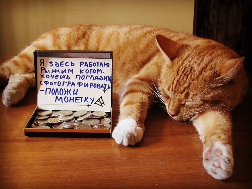 Кот на работе. Кот юмор. Робот кот. Кошка в работе прикольные