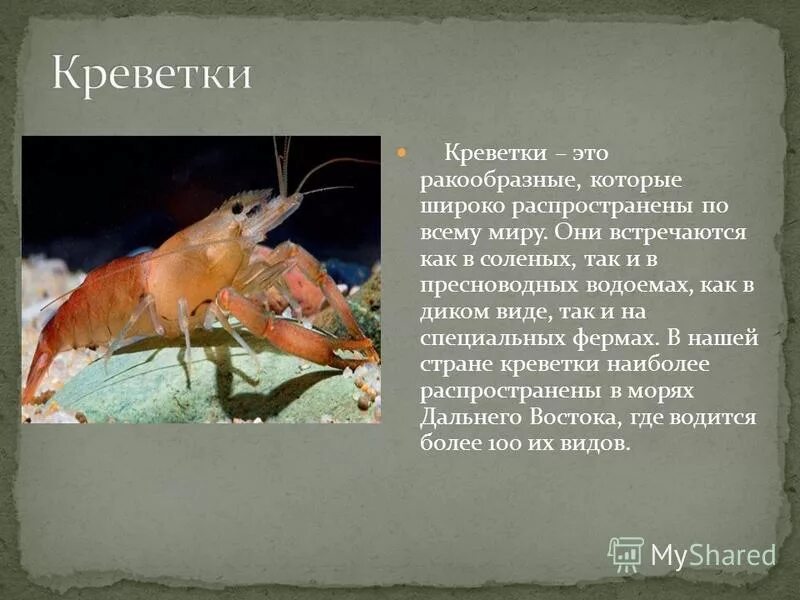 Креветка относится к классу ракообразных. Представители класса ракообразные 7 класс биология. Креветки презентация. Презентация по теме креветки. Креветка относится к классу ракообразных.