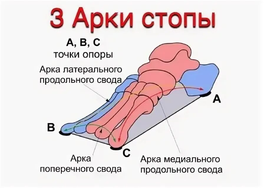 Свод функция. Точка опоры поперечного свода стопы. Строение поперечного свода стопы. Продольный и поперечный свод стопы. Продольный свод стопы анатомия.