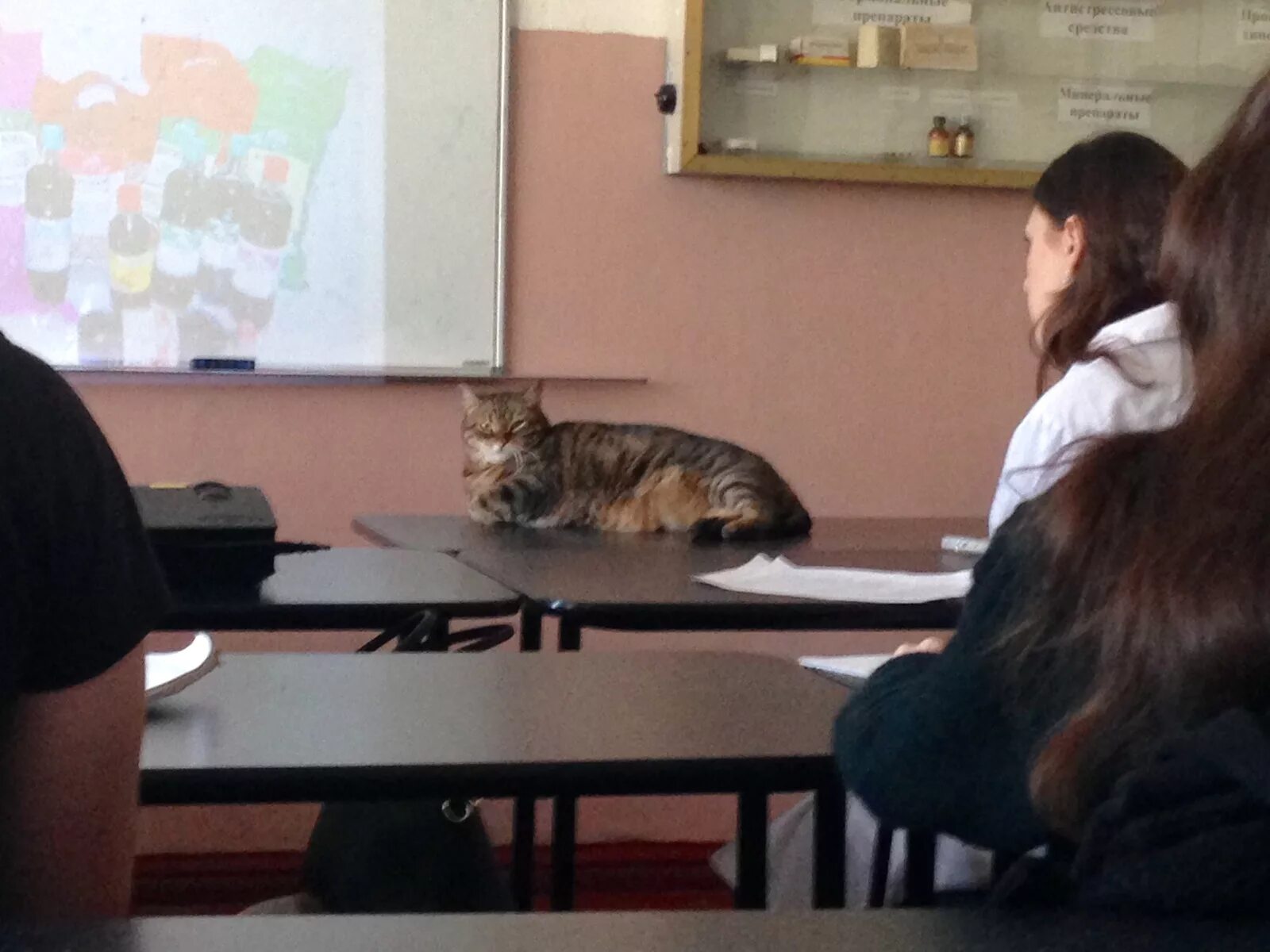 Учительница собака. Кот учитель. Коты за партой. Кошка в школе за партой. Кот на лекции.